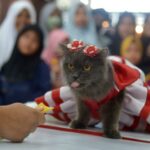 Perayaan Hari Kucing Sedunia