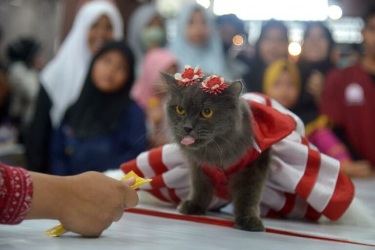 Perayaan Hari Kucing Sedunia
