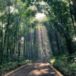tiket masuk taman hutan raya ir h djuanda